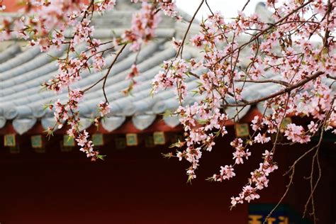 咸池桃花年|咸池桃花